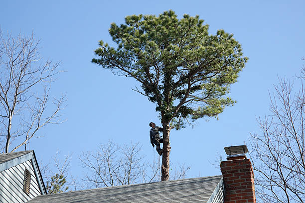 Best Storm Damage Tree Cleanup  in Laguna Beach, CA